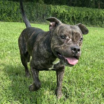 King James -  Mixed Breed Dog for Adoption in Ridgely, Maryland - King James | PetCurious