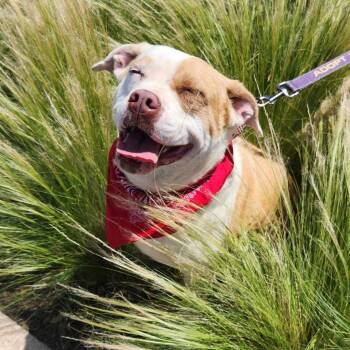 Rescue American Bulldog Dogs for Adoption in Austin, Texas - Gayle JuM | PetCurious