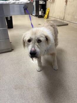 RAVEN -  Shetland Sheepdog Sheltie and Mixed Breed Dog for Adoption in Riverside, California - RAVEN | PetCurious
