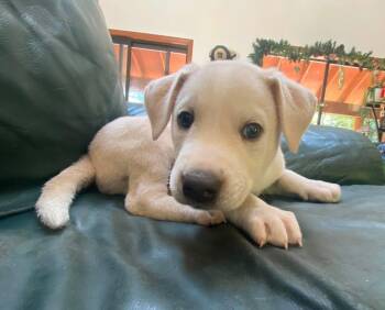 Chili -  Husky Dog for Adoption in Vancouver, Washington - Chili | PetCurious