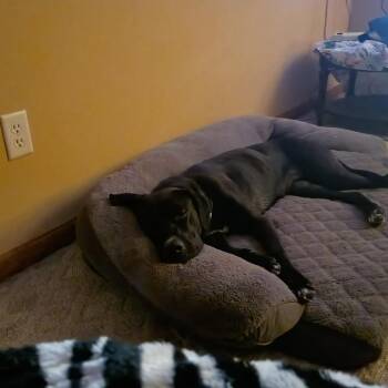 Coco D12300 -  Great Dane and Labrador Retriever Dog for Adoption - Coco D12300 | PetCurious