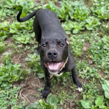 Mixed Breed Dogs Available for Adoption in Fredericksburg, Virginia - Pannata | PetCurious