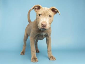 Pit Bull Terrier and Mixed Breed Dogs Available for Adoption - AVOCADO | PetCurious