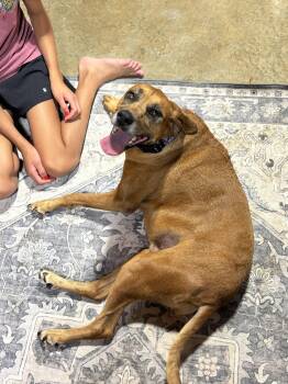 Nikka -  Redbone Coonhound Dog for Adoption in Mattoon, Illinois - Nikka | PetCurious