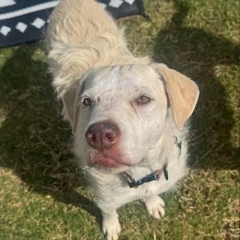 Terrier Dogs Available for Adoption in Dallas, Texas - Mia VI (New Digs) | PetCurious