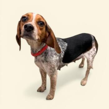 Beagle Dogs Available for Adoption in Elyria, Ohio - Millie | PetCurious