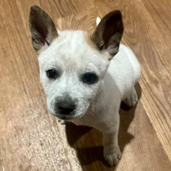 Mixed Breed Dogs Available for Adoption in Sonoma, California - Luke | PetCurious