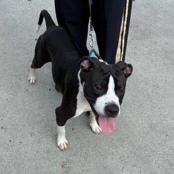 Deisel -  Mixed Breed Dog for Adoption in Philadelphia, Pennsylvania - Deisel | PetCurious