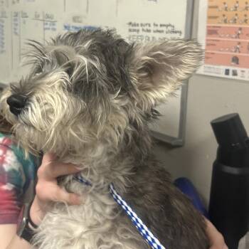 Schnauzer Dogs Available for Adoption - Snuffleupagus | PetCurious