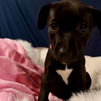 Chickadee -  Labrador Retriever and Mixed Breed Dog for Adoption in Normal, Illinois - Chickadee | PetCurious