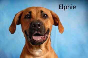 Mastiff and Labrador Retriever Dogs Available for Adoption in Mount Vernon, Ohio - Elphie | PetCurious