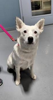 Cattle Dog and Mixed Breed Dogs Available for Adoption - Caroline | PetCurious