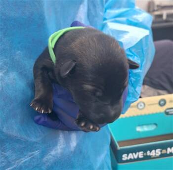 Mixed Breed Dogs Available for Adoption - ROOT BEER | PetCurious