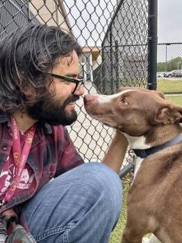 Boy -  Mixed Breed Dog for Adoption in Wichita, Kansas - Boy | PetCurious
