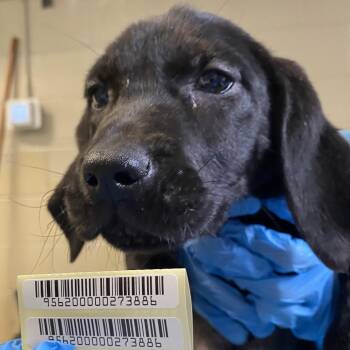Knee Socks -  Mixed Breed Dog for Adoption in Charleston, West Virginia - Knee Socks | PetCurious