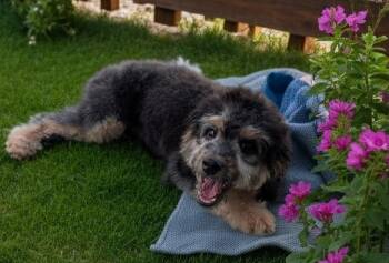 Oliver-Cavapoo Puppy! -  Cavalier King Charles Spaniel and Poodle Dog for Adoption in Fort Myers, Florida - Oliver-Cavapoo Puppy! | PetCurious