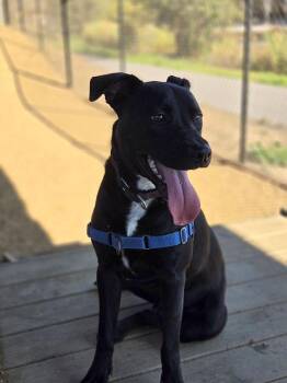 Dusty -  Pit Bull Terrier Dog for Adoption in Berkeley, California - Dusty | PetCurious