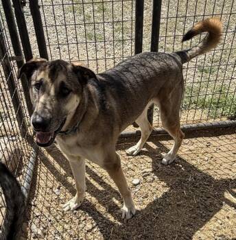 German Shepherd Dog Dogs Available for Adoption in Challis, Idaho - Thor | PetCurious