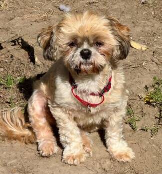 Rita -  Shih Tzu Dog for Adoption in Buffalo, New York - Rita | PetCurious