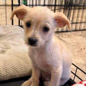 Sara Bailey -  Terrier and Mixed Breed Dog for Adoption in Las Vegas, Nevada - Sara Bailey | PetCurious