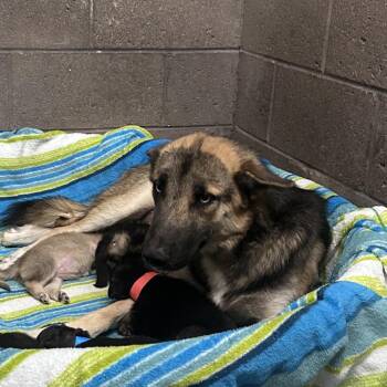 Bride -  Shepherd and Mixed Breed Dog for Adoption in Yuma, Arizona - Bride | PetCurious