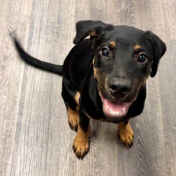 Bill -  Doberman Pinscher Dog for Adoption in Richmond, Virginia - Bill | PetCurious