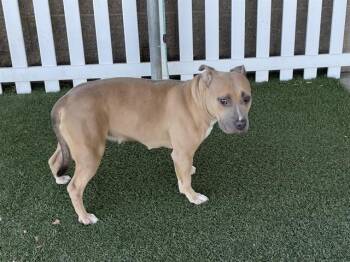 A614542 -  Staffordshire Bull Terrier and Mixed Breed Dog for Adoption in Modesto, California - A614542 | PetCurious