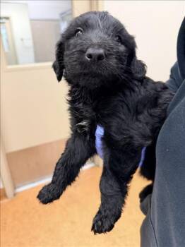 Rescue Great Pyrenees and Mixed Breed Dogs for Adoption in Sacramento, California - ELLEN RIPLEY | PetCurious