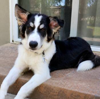 Mae -  Border Collie and Alaskan Malamute Dog for Adoption in Mead, Colorado - Mae | PetCurious