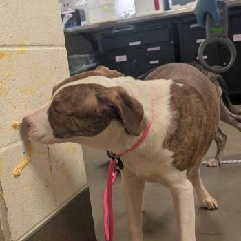 Chaco -  Mixed Breed Dog for Adoption in Asheville, North Carolina - Chaco | PetCurious