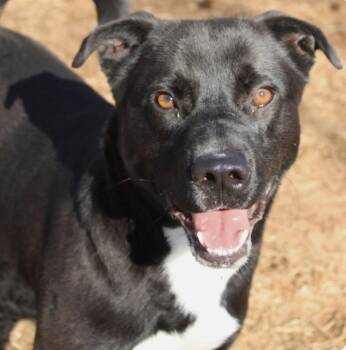 Labrador Retriever Dogs Available for Adoption in Rockaway, New Jersey - Smoochie Dixon | PetCurious