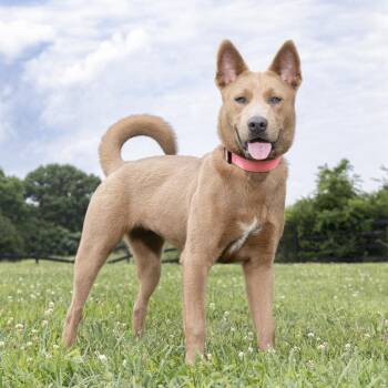 Batavia -  Mixed Breed Dog for Adoption in Franklin, Tennessee - Batavia | PetCurious
