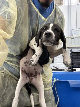 SHAKIRA -  Mixed Breed Dog for Adoption in Dallas, Texas - SHAKIRA | PetCurious