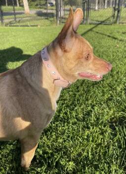 Hazel -  Chihuahua and Mixed Breed Dog for Adoption in Westland, Michigan - Hazel | PetCurious