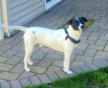 Snoopy -  Labrador Retriever and Hound Dog for Adoption in Greenlawn, New York - Snoopy | PetCurious