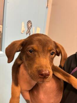 Brie -  Australian Shepherd Dog for Adoption in Bloomington, Indiana - Brie | PetCurious