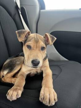 Catahoula Leopard Dog Dogs Available for Adoption in Homewood, Illinois - Pierre | PetCurious