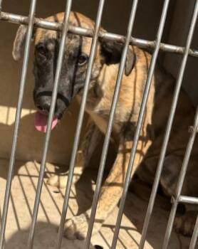 GEMMA -  Hound and Mixed Breed Dog for Adoption in Oklahoma City, Oklahoma - GEMMA | PetCurious