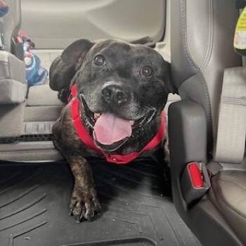 Rescue Pit Bull Terrier Dogs for Adoption in Peotone, Illinois - Brody | PetCurious