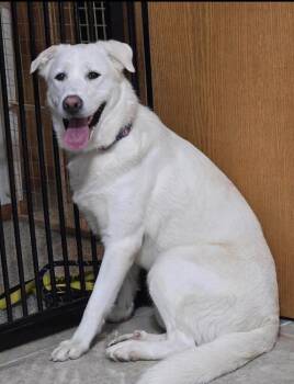 Great Pyrenees Dogs Available for Adoption - Edith | PetCurious