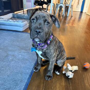 Bo -  Pit Bull Terrier and Mixed Breed Dog for Adoption in Chicago, Illinois - Bo | PetCurious