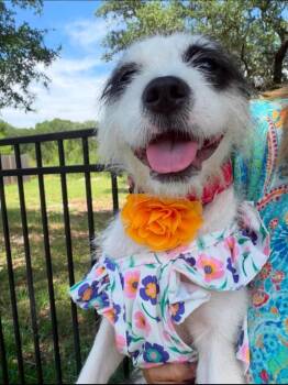 Betsy Ross -  Schnauzer and Terrier Dog for Adoption in Garden Valley, Idaho - Betsy Ross | PetCurious
