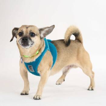Uhaul 14179 -  Chihuahua Dog for Adoption in San Francisco, California - Uhaul 14179 | PetCurious