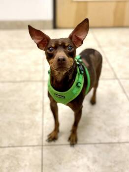 Rescue Miniature Pinscher Dogs for Adoption in Houston, Texas - Hardy | PetCurious