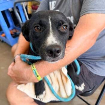 Scarlett -  Mixed Breed Dog for Adoption in Denison, Texas - Scarlett | PetCurious