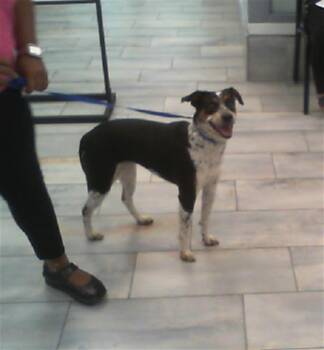 PENNY -  Mixed Breed Dog for Adoption in Charlotte, North Carolina - PENNY | PetCurious