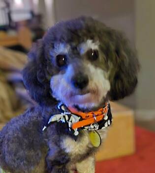 Maksim -  Miniature Poodle Dog for Adoption in Catlettsburg, Kentucky - Maksim | PetCurious
