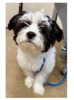Rescue Havanese and Terrier Dogs for Adoption in Bloomfield, Connecticut - Frank-N-Furter | PetCurious
