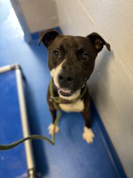 Terrier Dogs Available for Adoption in Lancaster, South Carolina - Bowie | PetCurious