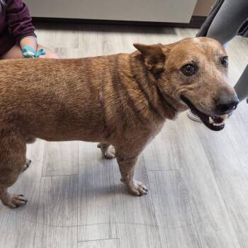 Maverick -  Cattle Dog and Mixed Breed Dog for Adoption in Cleveland, Mississippi - Maverick | PetCurious